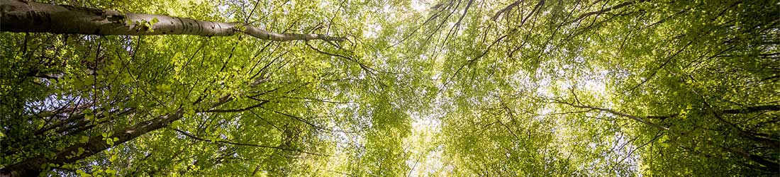 Environmental Statement